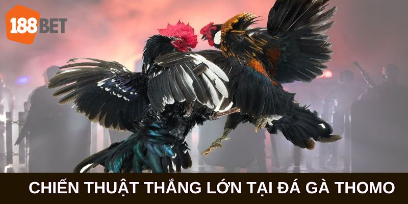 Bật mí cách thức có được chiến thắng khủng khi tham gia đá gà