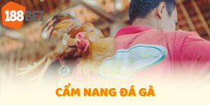cẩm nang đá gà 188bet
