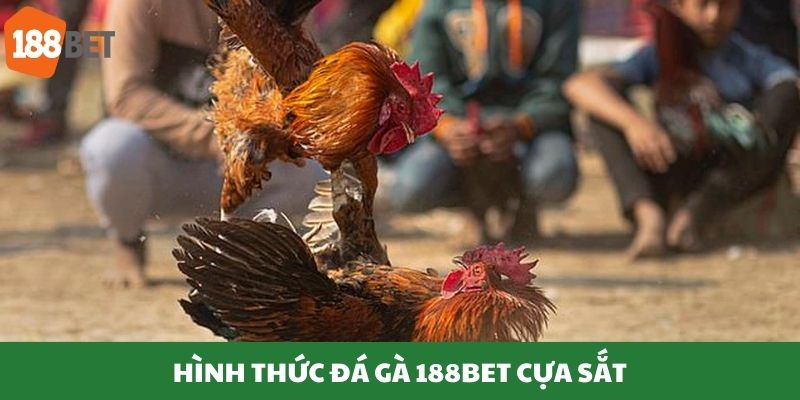 Hình thức đá gà cựa sắt hấp dẫn
