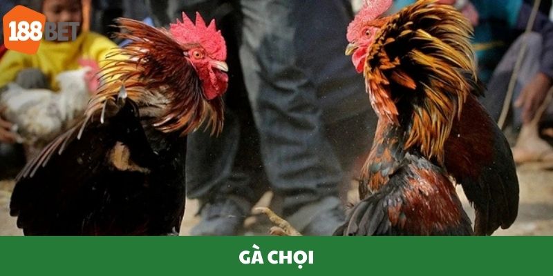 Thành viên tham gia gà chọi