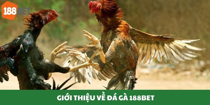 Tổng quát về chọi kê tại nhà cái