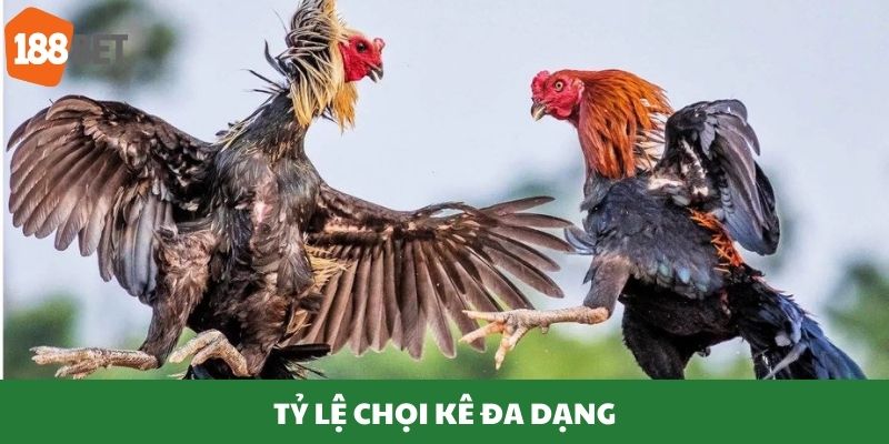 Các tỷ lệ chọi gà đa dạng, hấp dẫn