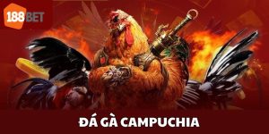 đá gà campuchia