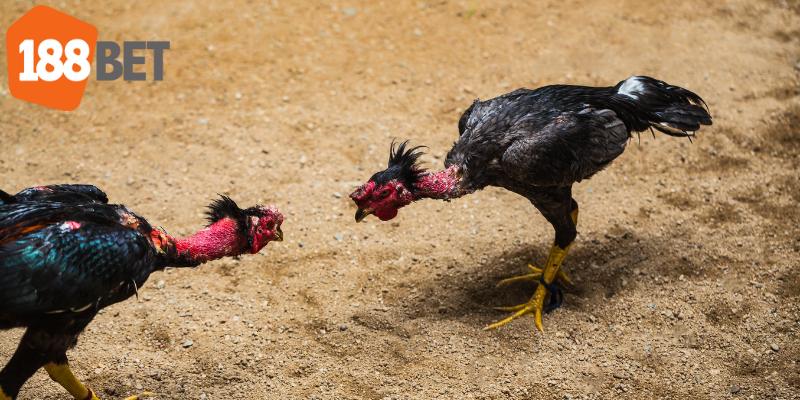 Lựa chọn gà lối mang đến bước đi khôn ngoan
