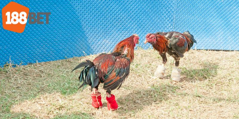 Lựa chọn kèo chấp nửa tạo nên cẩm nang đá gà hiệu quả