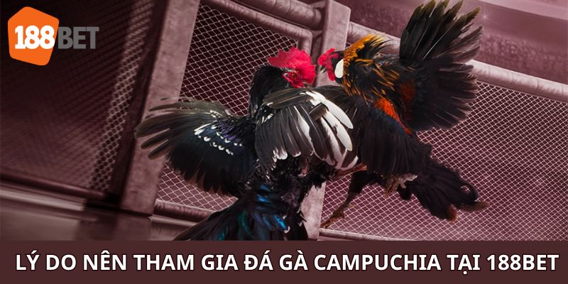 Khám phá lý do nên gia nhập Đá gà Campuchia tại 188bet